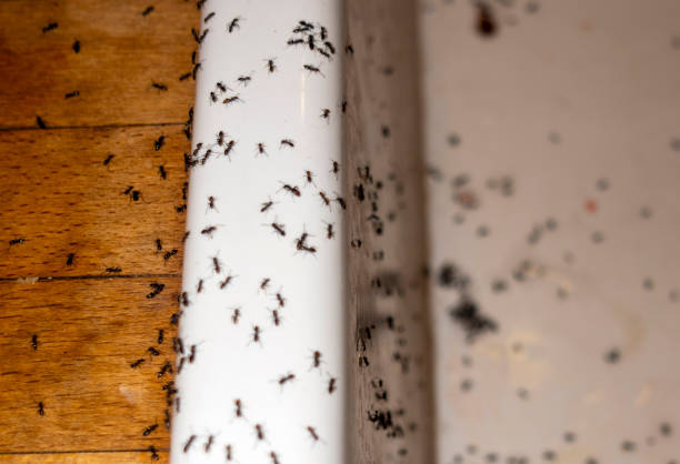 Best Pest Control Treatment  in Cottonwood, MN