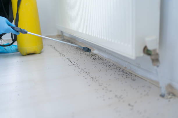 Best Wasp Removal Services  in Cottonwood, MN